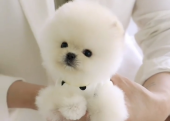 Boo Pomeranian teddy bear bebeklerimiz